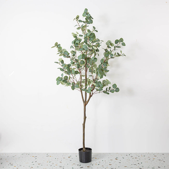 Bulk Eucalyptus Tree Plant Decor in Pot for Indoor Outdoor Wholesale