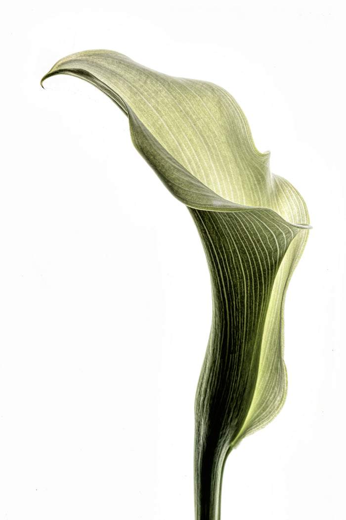 Calla Lily 3