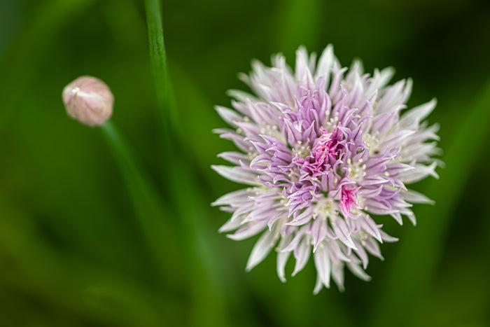 Chive 1