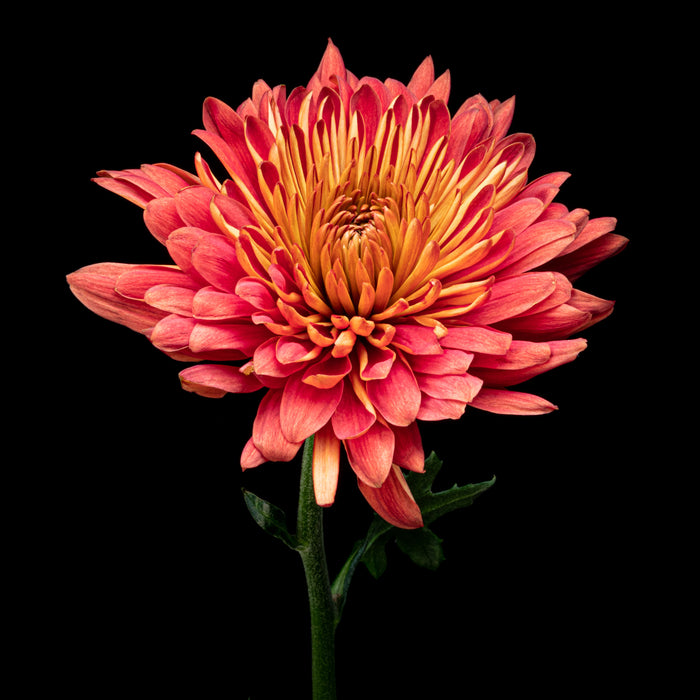 Chrysanthemums 8