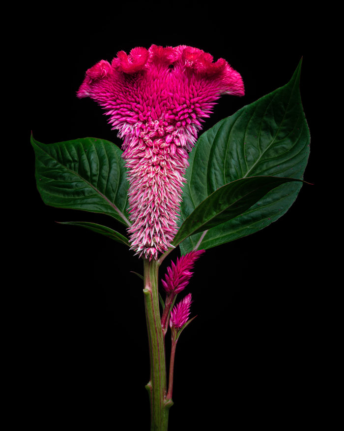 Cockscomb 2