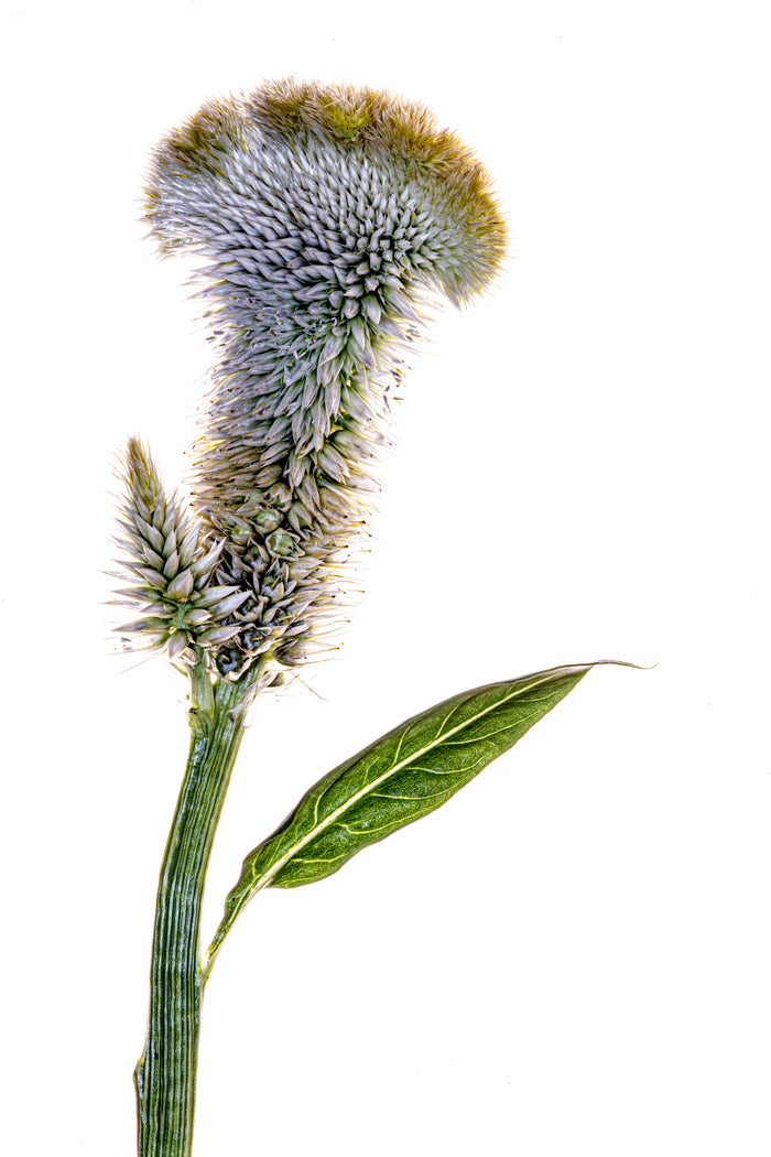 Cockscomb 3