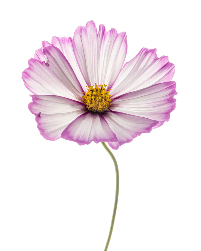 Cosmos 5