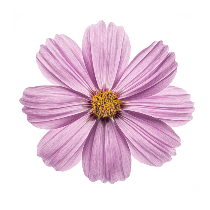Cosmos 6
