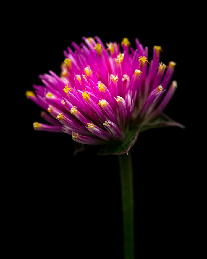Gomphrena 2