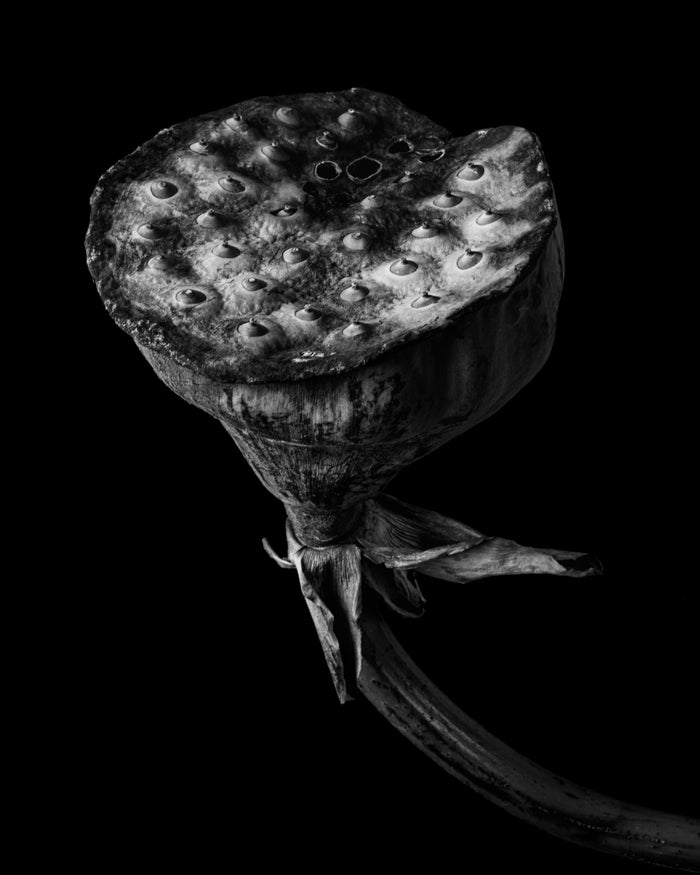 Lotus 3