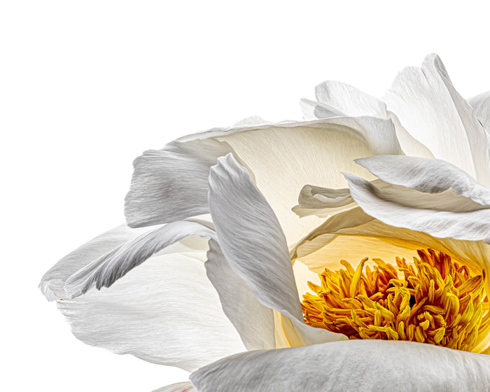 Peony 27