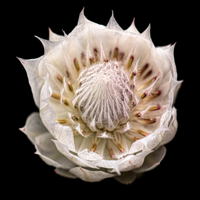 Protea 3