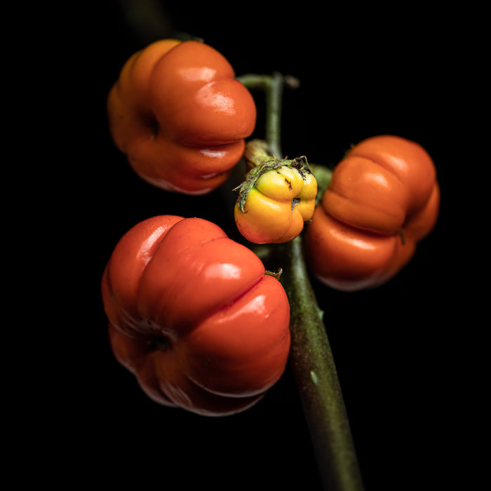 Pumpkin Tree 2