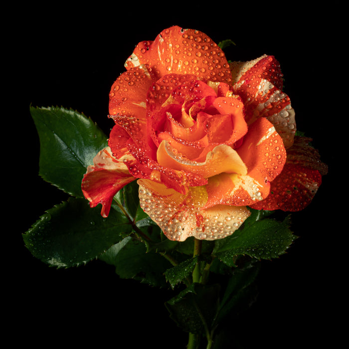 Rose 3