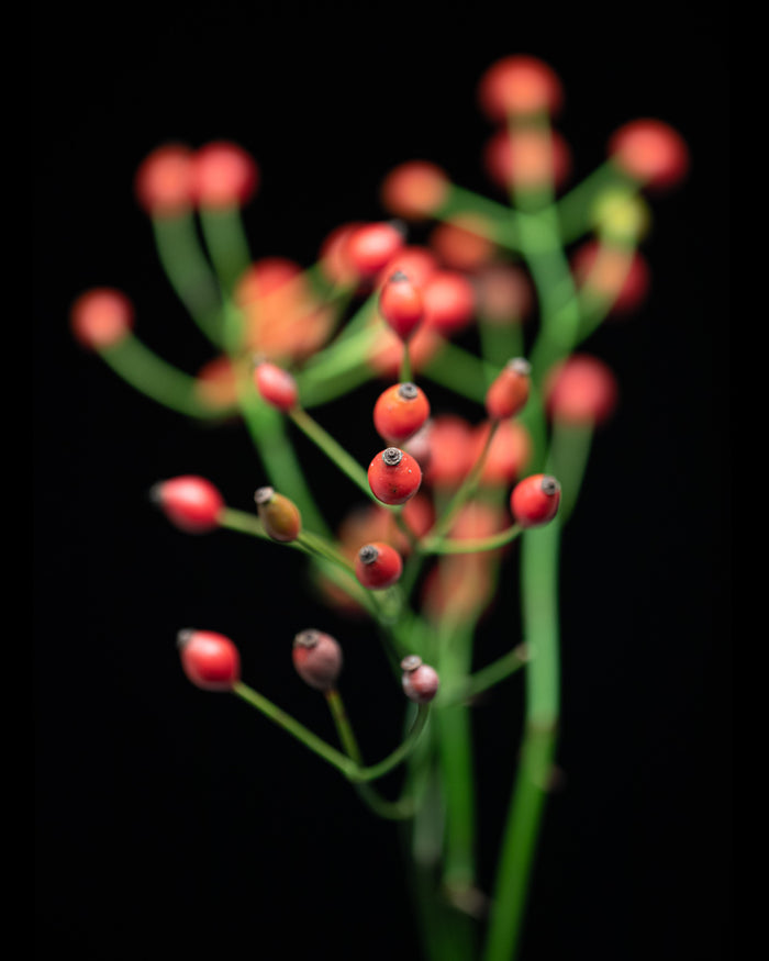 Rosehip 1