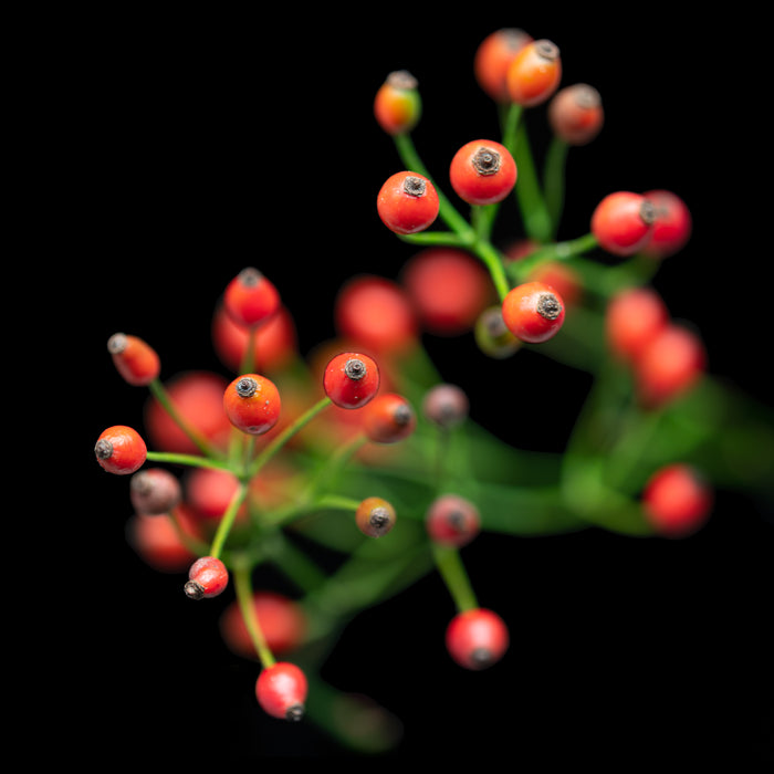 Rosehip 2