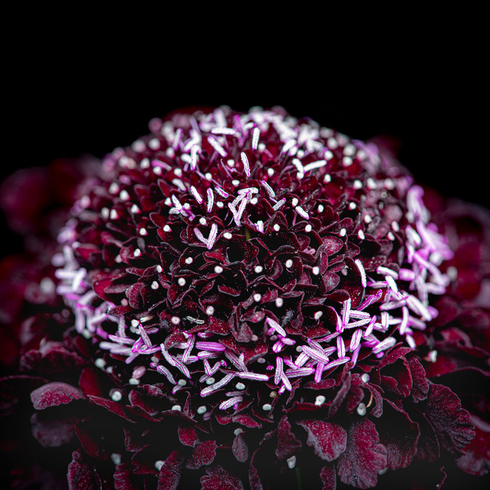 Scabious 2