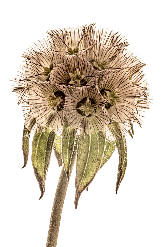 Starflower 2