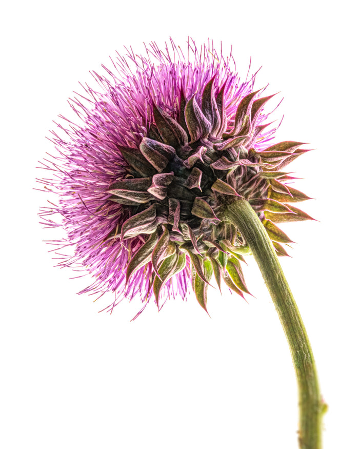 Thistle 2