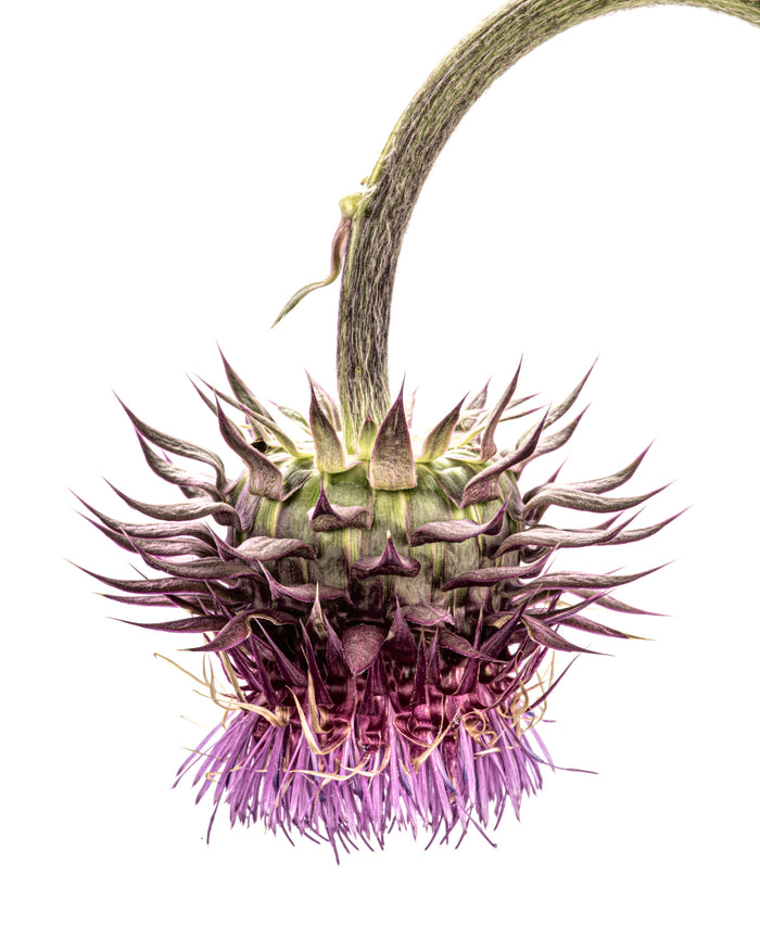 Thistle 3