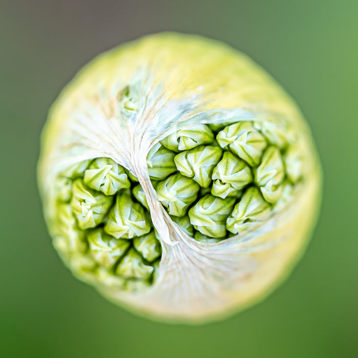 Allium 2