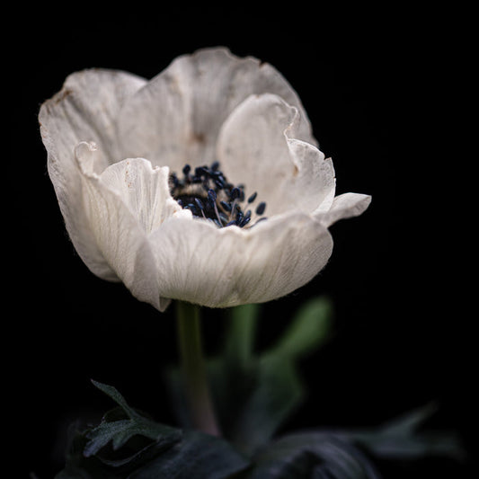 Anemone 3