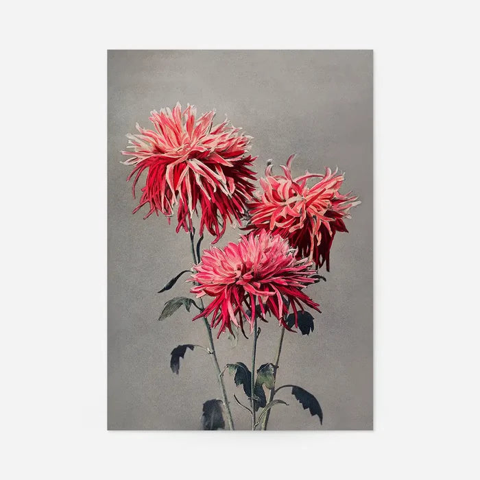 Asa-dsuma-bune Ogawa Kazumasa Flowers Print, Japanese woodblock print, unframed