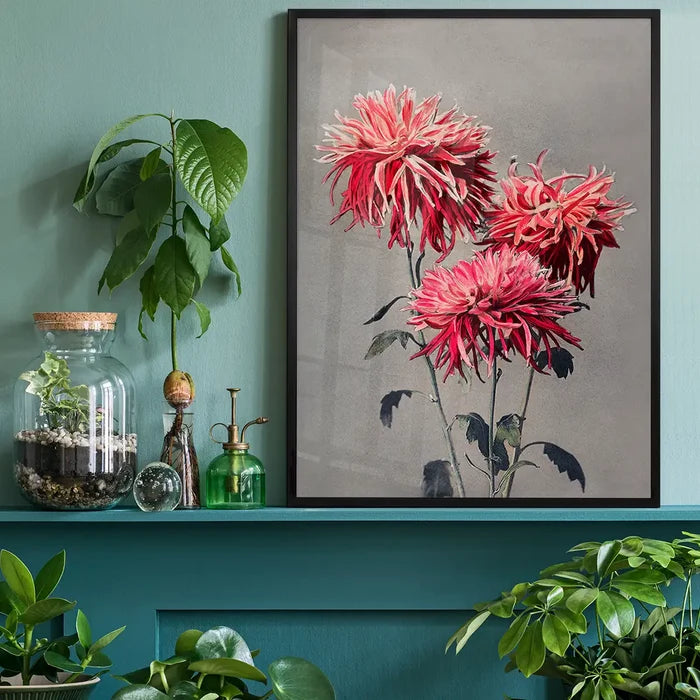 Asa-dsuma-bune Ogawa Kazumasa Flowers Print, Japanese woodblock print black framed on a living room shelf