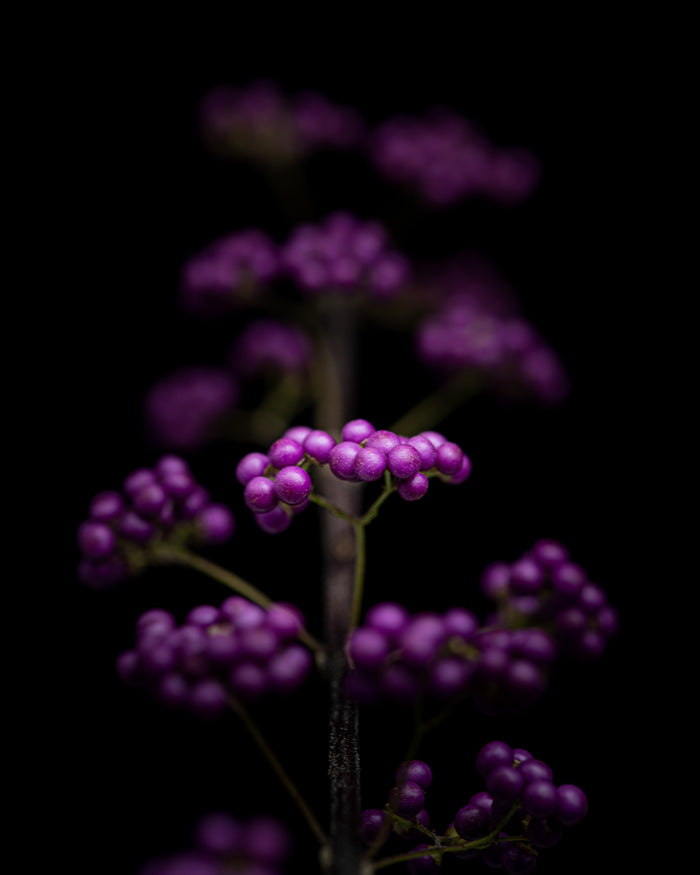 Beautyberry 1