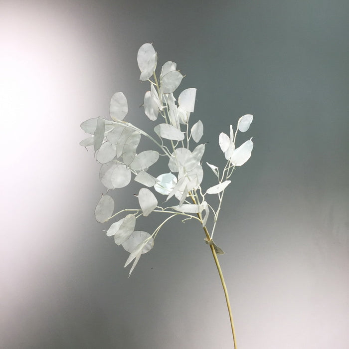 Bulk Wabi-Sabi 35" Lunaria Stems Branches White Burnt Orange Leaves Plants Wholesale