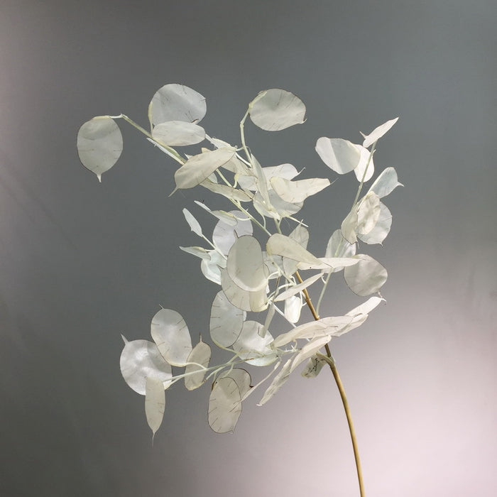 Bulk Wabi-Sabi 35" Lunaria Stems Branches White Burnt Orange Leaves Plants Wholesale