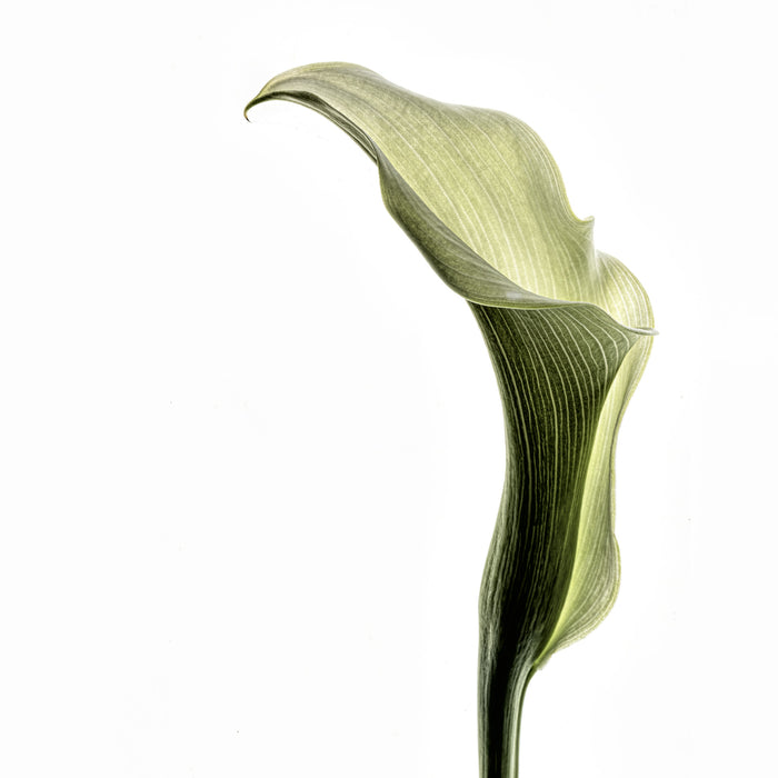 Calla Lily 3