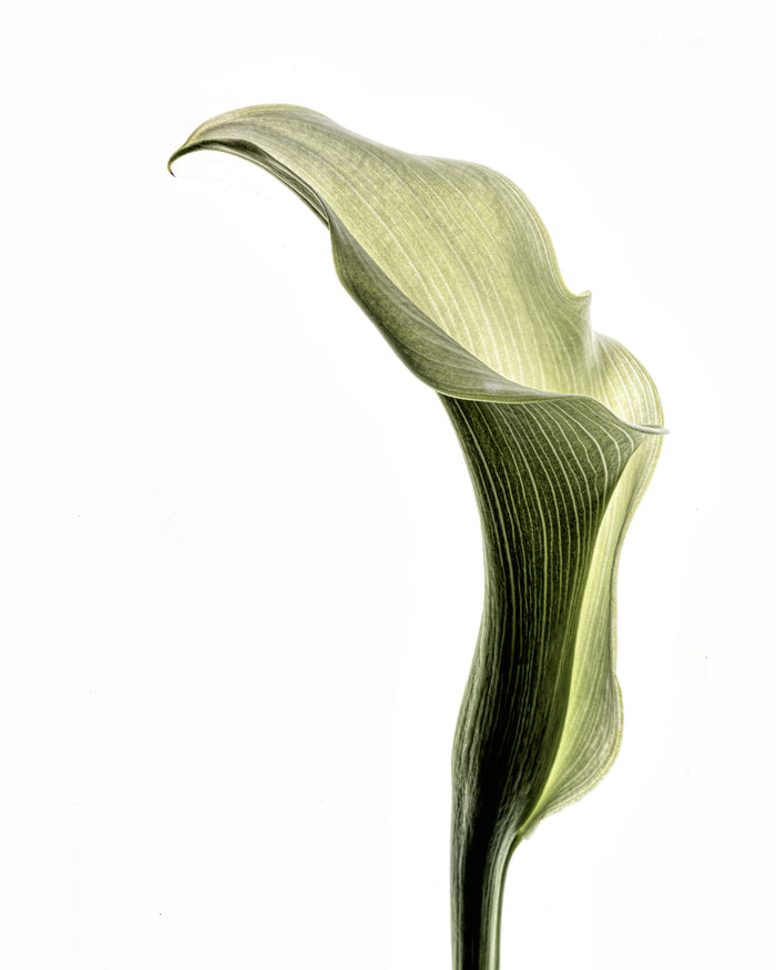 Calla Lily 3