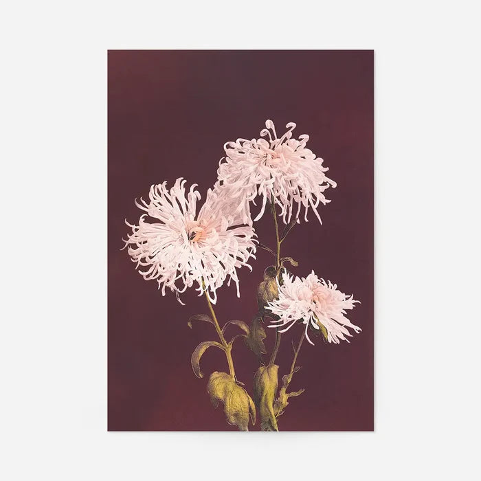Chrysanthemum Ogawa Kazumasa Flowers Print, Japanese woodblock print, unframed