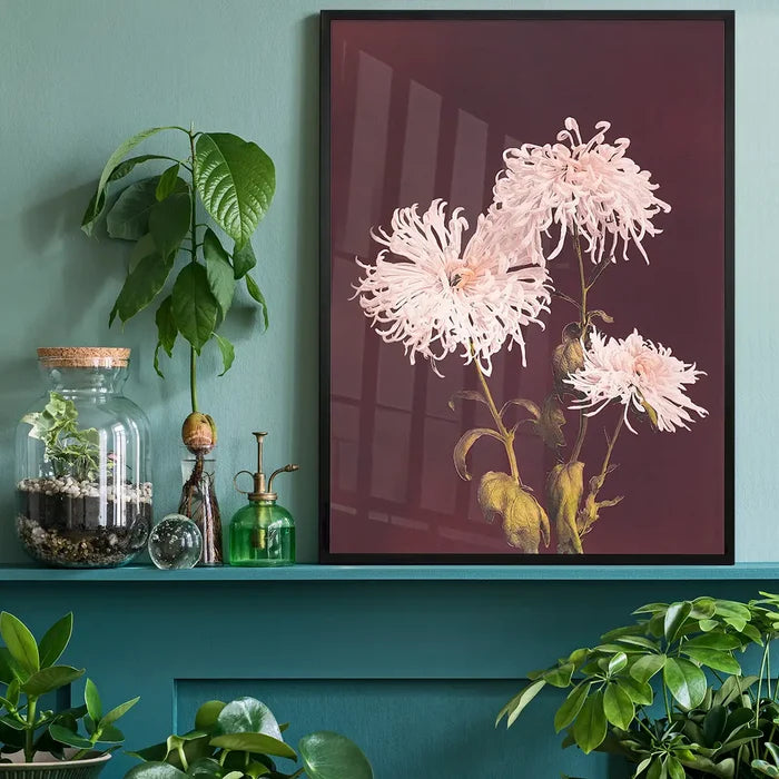 Chrysanthemum Ogawa Kazumasa Flowers Print, Japanese woodblock print black framed on a living room shelf