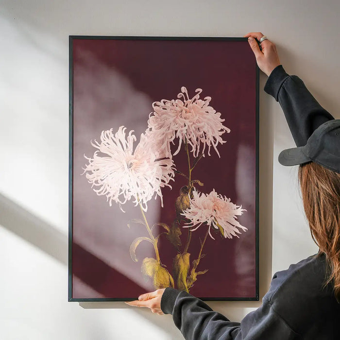 Chrysanthemum Ogawa Kazumasa Flowers Print being hung on a wall in a black frame