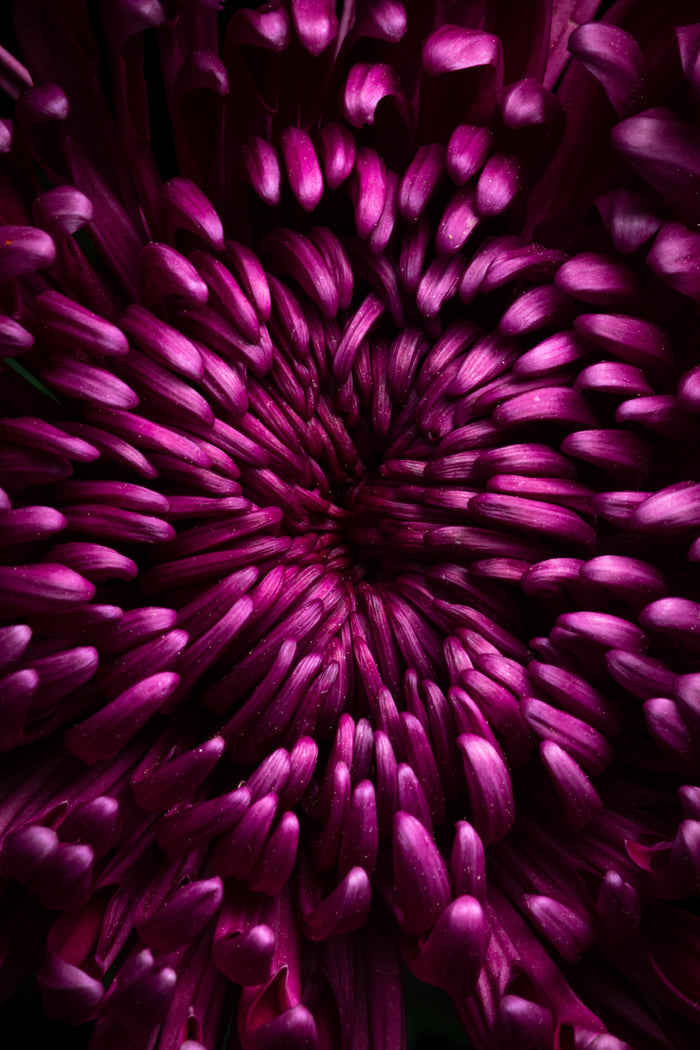 Chrysanthemums 3