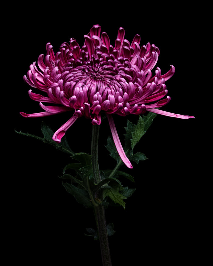 Chrysanthemums 4