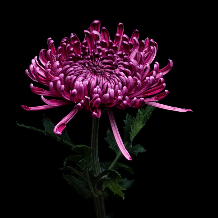 Chrysanthemums 4