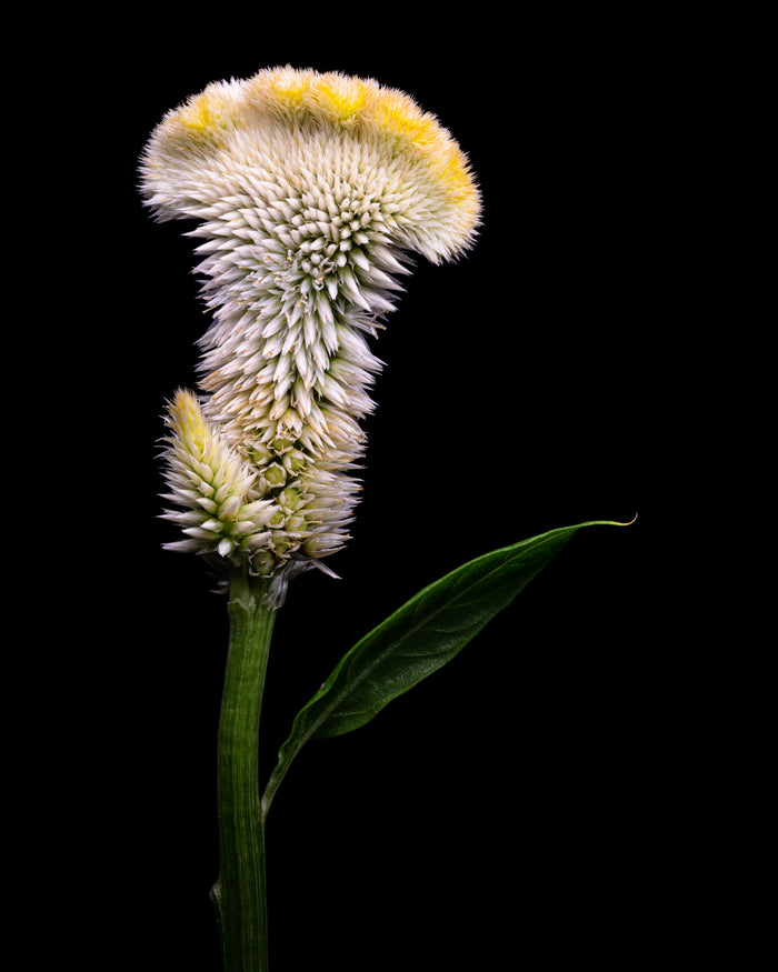 Cockscomb 1