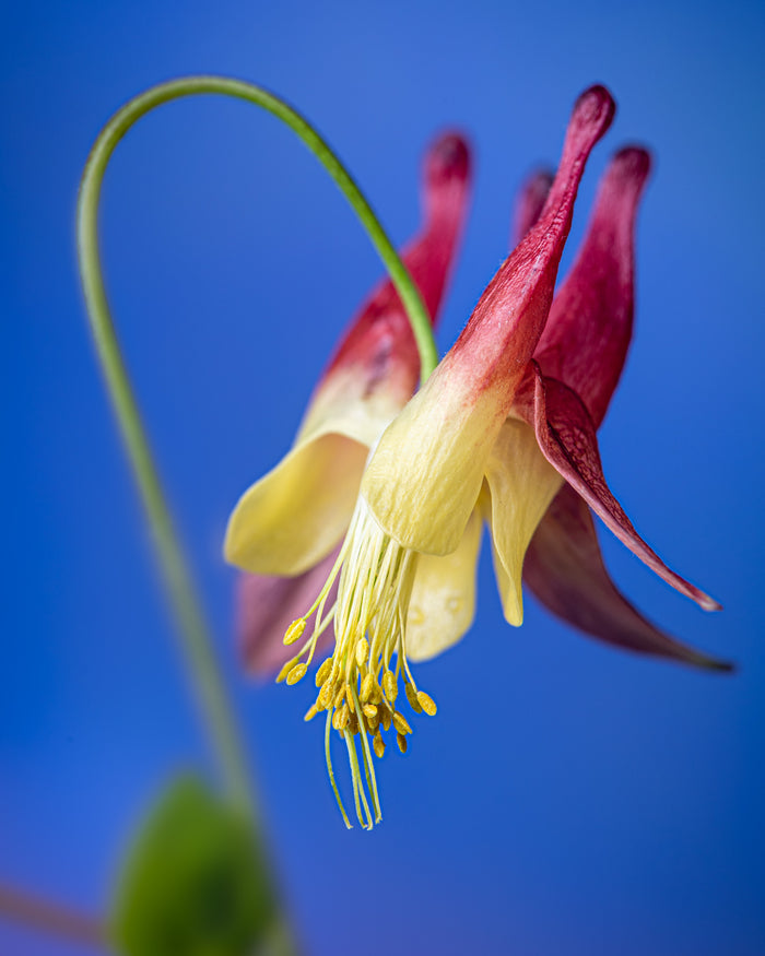 Columbine 1