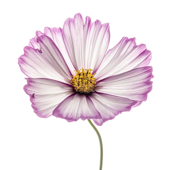 Cosmos 5
