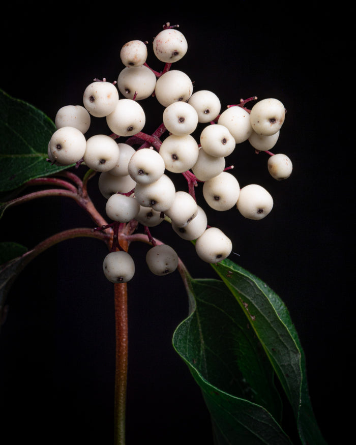 Dogwood 1