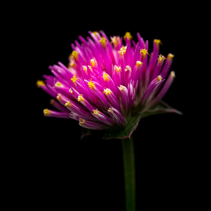 Gomphrena 2