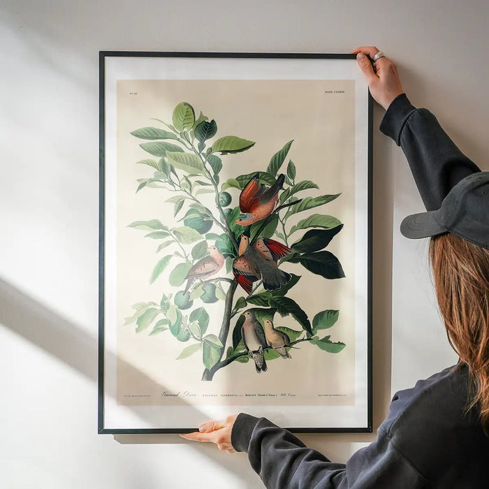 Ground Dove Vintage Antique Bird Print being hung on a wall in a black frame