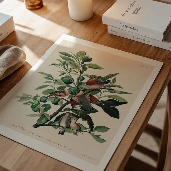 Ground Dove Vintage Antique Bird Print, vintage botanical print unframed on a home office desk