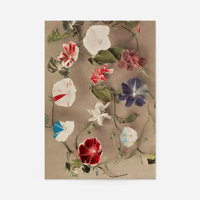 Group of Morning Glories Ogawa Kazumasa Flowers Print, Japanese woodblock print, unframed