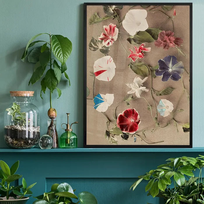 Group of Morning Glories Ogawa Kazumasa Flowers Print, Japanese woodblock print black framed on a living room shelf