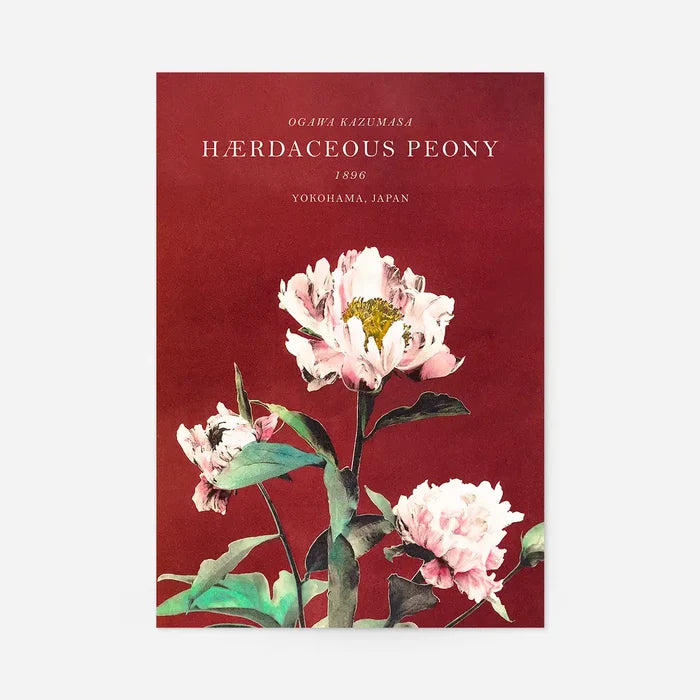 Hærdaceous Peony Ogawa Kazumasa Flowers Print, Japanese woodblock print, unframed