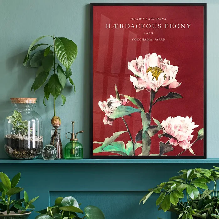 Hærdaceous Peony Ogawa Kazumasa Flowers Print, Japanese woodblock print black framed on a living room shelf