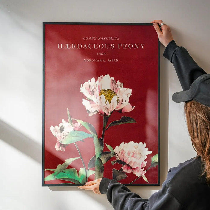 Hærdaceous Peony Ogawa Kazumasa Flowers Print being hung on a wall in a black frame