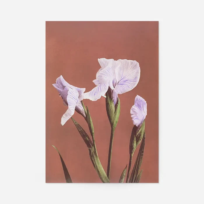 Iris Kaempferi Ogawa Kazumasa Flowers Print, Japanese woodblock print, unframed