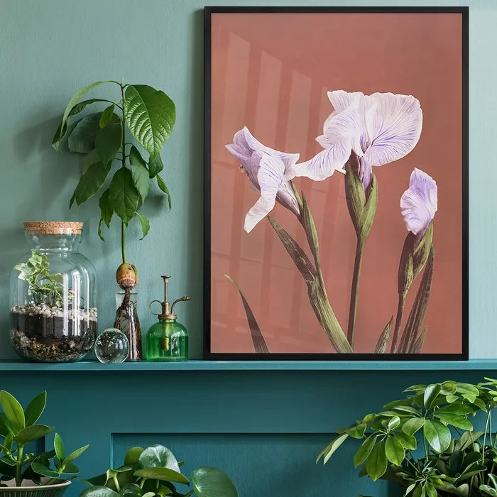 Iris Kaempferi Ogawa Kazumasa Flowers Print, Japanese woodblock print black framed on a living room shelf