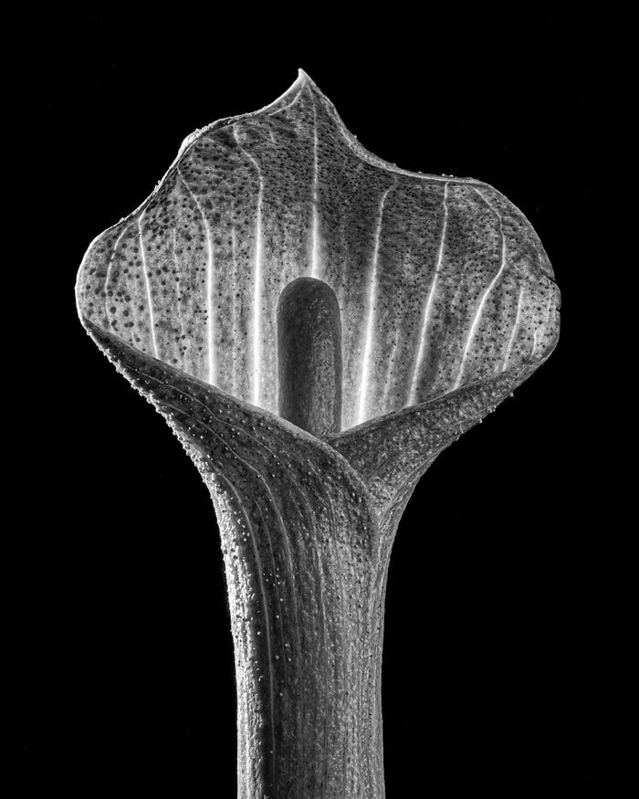 Jack in the Pulpit 1